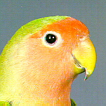 Martin